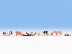 Noch, 15712 Schweine, Figuren / H0