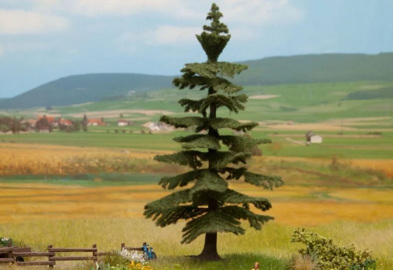 Noch 21823, Nordmanntanne, / -