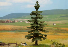 Noch 21823, Nordmanntanne, / -