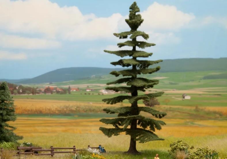 Noch 21824, Nordmanntanne, / -