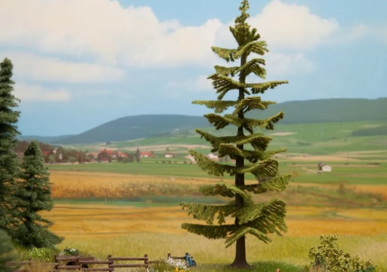 Noch 21834, Fichte, / -