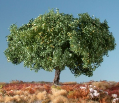 Silhouette 226-02 Apfelbaum Sommer 8 cm Z/N/TT
